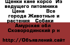 Щенки кане корсо! Из ведущего питомника! › Цена ­ 60 000 - Все города Животные и растения » Собаки   . Амурская обл.,Сковородинский р-н